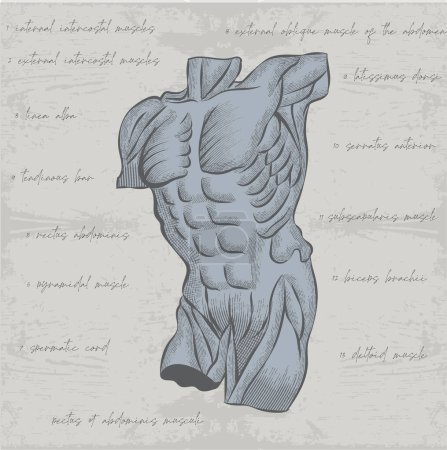 Téléchargez les illustrations : Vector image of an anatomical torso with naked muscles in the style of training graphics - en licence libre de droit