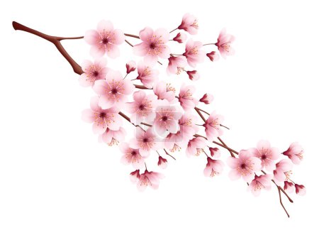 Ilustración de Rama de flores de cerezo rosa. Ilustración vectorial - Imagen libre de derechos