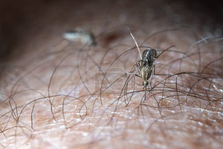 Photo for Closeup of a mosquito biting a man's arm - Royalty Free Image