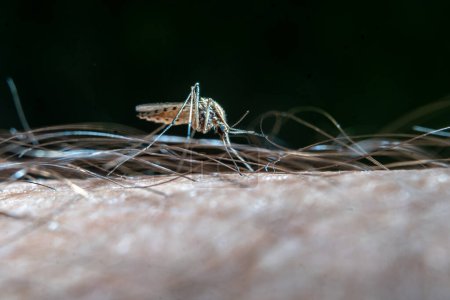 Photo for Closeup of a mosquito biting a man's arm - Royalty Free Image