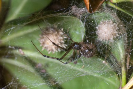 A brown widow spider stands on the web with her egg sacks