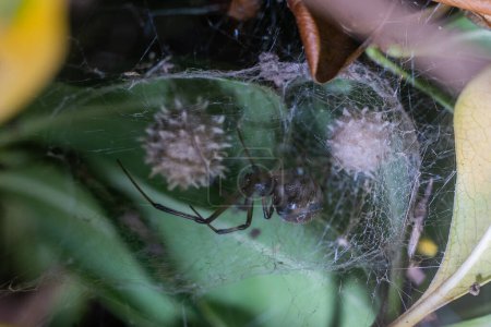 Eine braune Witwenspinne steht mit ihren Eiern im Netz