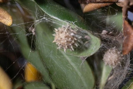 Close-up of brown widow spider egg sacks