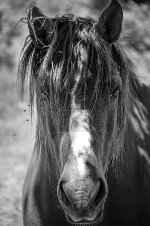 Indomitable, untamed horse in freedom in the Sierra de La Cabrera, Madrid