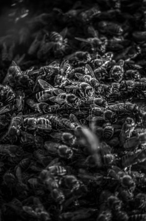 Photo for Photography of work in a beehive, La Cabrera, Madrid. - Royalty Free Image