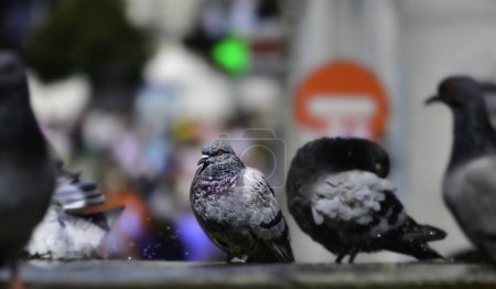 Téléchargez les photos : Pigeon de rue témoin de la vie de Puerta del Sol à Madrid. - en image libre de droit