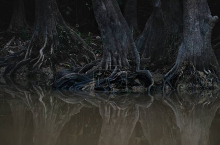 Mysterious tree trunks reflecting in the river water at Kinabatangan River, Sukau, Sabah, Borneo, Malaysia