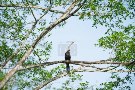 Darter Oriental o Snakebird, Anhinga melanogaster, sentado en un árbol soleado en Sukau, Sabah, Borneo, Malasia