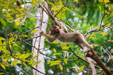 Foto de Joven macaco de cola corta recogiendo bayas en exuberante árbol tropical, Sukau, Sabah, Borneo, Malasia - Imagen libre de derechos