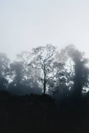 Silhouettes of mystical rainforest trees in a foggy early morning at Sukau, Sabah, Borneo, Malaysia