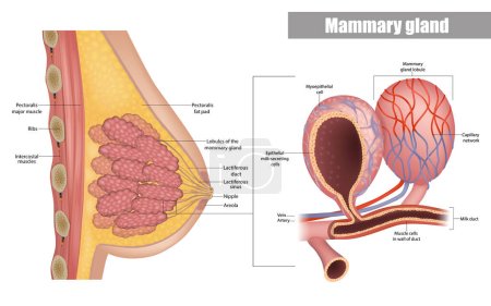 Ilustración de Anatomía de la vista lateral del pecho femenino. Estructura de los conductos de leche y lóbulos de la glándula mamaria. Mamaria Alveoli y célula mioepitelial. Órganos productores de leche - Imagen libre de derechos