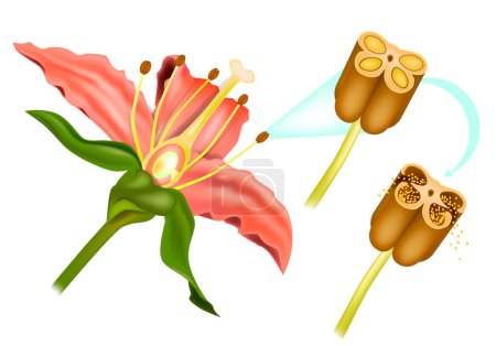Illustration for Stem Flower cross section anatomy of plant. Sexual Reproduction In Flowering Plants. Structure of Stamen and Microsporangium. Anthers or androecium. Anther structure. - Royalty Free Image