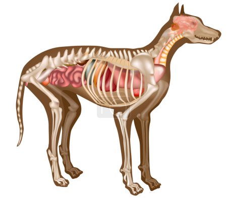 Illustration for Canine Internal Anatomy Chart. Anatomy of dog with inside organ structure examination vector illustration. Canine skeleton veterinary. Anatomy - Royalty Free Image