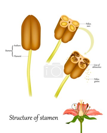 Illustration for Structure of stamen and Anthers. Cross section of the Anthers. Pollen sacs and grains. Reproduction In Flowering - Royalty Free Image