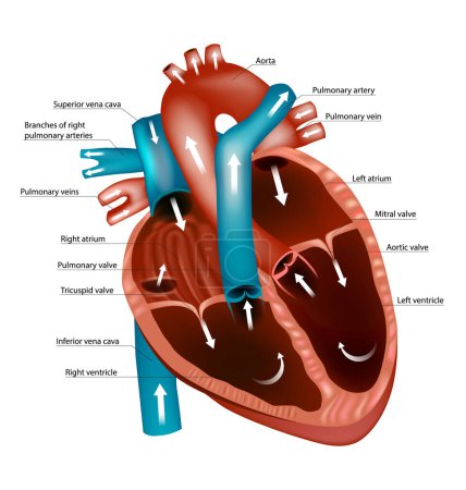 Illustration for Diagram of the human heart. Blood Flow Through the Heart. Pathways and Circulation. - Royalty Free Image