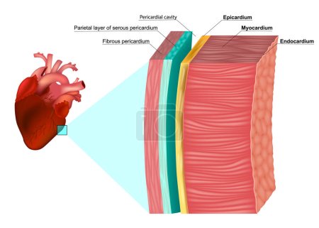 Ilustración de The Layers of the Heart Wall Anatomy (en inglés). Miocardio, Epicardio, Endocardio y Pericardio. Diagrama de estructura de wal corazón - Imagen libre de derechos