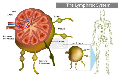 Ilustración de Sistema linfático. El ganglio linfático o glándula linfática es un órgano del sistema linfático y del sistema inmunitario adaptativo.. - Imagen libre de derechos