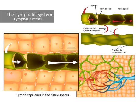 Ilustración de Capilares linfáticos en los espacios de tejido. Circulación linfática y estructura de los vasos linfáticos - Imagen libre de derechos