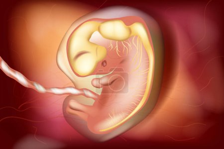 Ilustración de Desarrollo prenatal del sistema nervioso central humano. El cerebro del embrión a las seis semanas. Desarrollo fetal del cerebro humano - Imagen libre de derechos