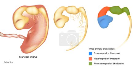 Illustration for Four week embryo. Three primary brain vesicles. Prosencephalon or Forebrain, Mesencephalon or Midbrain, Rhombencephalon or Hindbrain. - Royalty Free Image