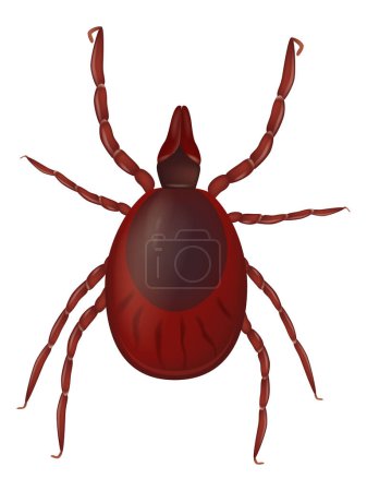 Ilustración de Ilustración vectorial realista del Ixodida o garrapatas. Ixodes scapularis conocido como la garrapata de venado o garrapata de patas negras. - Imagen libre de derechos