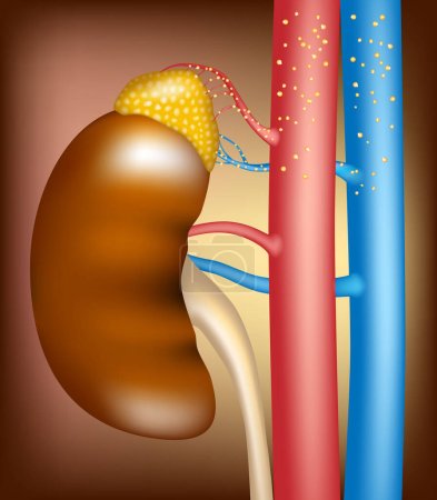 Glándula suprarrenal y hormonas flotando en los vasos sanguíneos. Ilustración médica del riñón humano