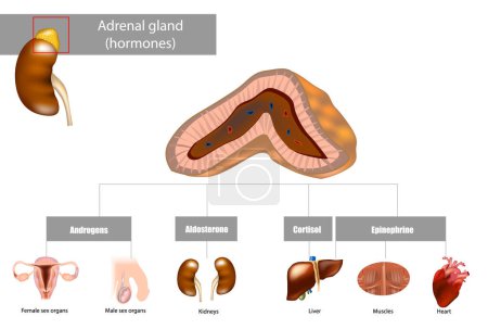 Illustration for Adrenal gland hormones. Aldosterone, Cortisol, Epinephrine, Androgens. Medical illustration - Royalty Free Image