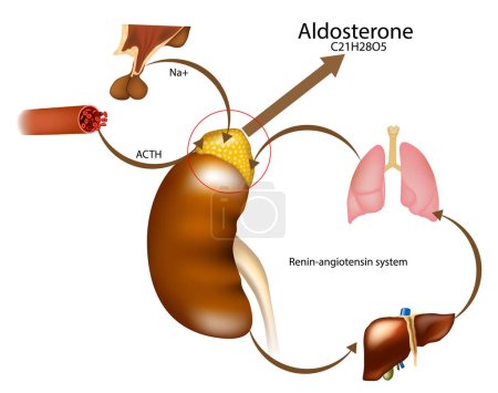 Illustration for Aldosteron hormone syntheis by adrenal gland. Adrenal corticosteroids production. ACTH or Adrenocorticotropic Hormone. Vector schematic illustration - Royalty Free Image
