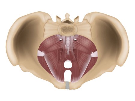 Ilustración de Anatomía del suelo pélvico o diafragma pélvico. Músculos del suelo pélvico. - Imagen libre de derechos