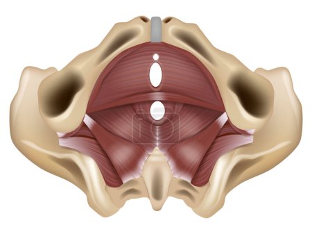 Illustration for Anatomy of the pelvic floor or pelvic diaphragm. Muscles of the pelvic floor. - Royalty Free Image
