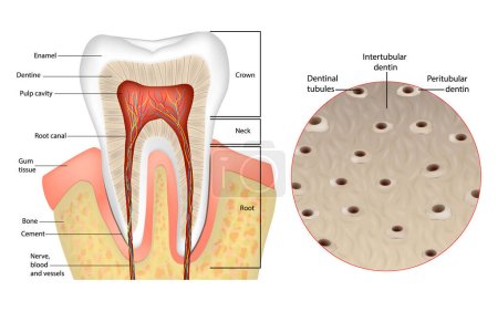 Illustration for Dentin or dentine Structure. Intertubular dentin, Peritubular dentin, Dentinal tubules. Cross-section of the Layers of Teeth. - Royalty Free Image