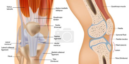 Ilustración de Anatomía de la rodilla incluyendo ligamentos, cartílago y menisco. Anatomía detallada de la sección transversal de la rótula. Músculos y tendones - Imagen libre de derechos