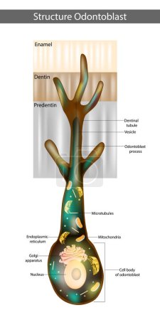 Ilustración de Estructura Odontoblast. Ilustración de odontoblastos polarizados. Proceso de odontoblastía - Imagen libre de derechos