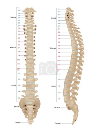 Human Skeleton Anatomy.Vertebral Column of Human Body Anatomy infograpic diagram including all vertebra cervical thoracic lumbar sacral and coccygeal