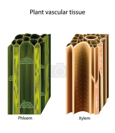 Plant vascular tissue. Xylem and phloem. Cross section showing vascular bundles. Translocation in vascular plants