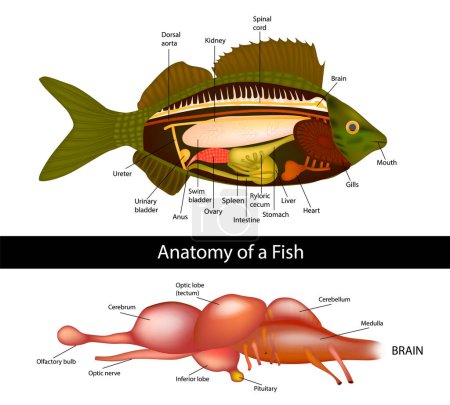 Anatomie eines Fischgehirns primitiver Fische. Innere Organe der Fische.