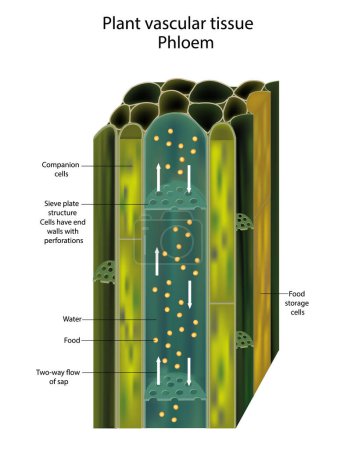 Illustration for Plant vascular tissue Phloem. Cross section showing vascular bundles. Translocation in vascular plants - Royalty Free Image