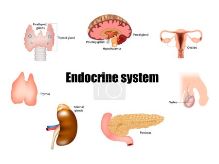 Endocrine system. Parathyroids, Thyroid, Pituitary, Pineal, Adrenal gland, Hypothalamus, Testicle, Ovary, Pancreas, Thymus.