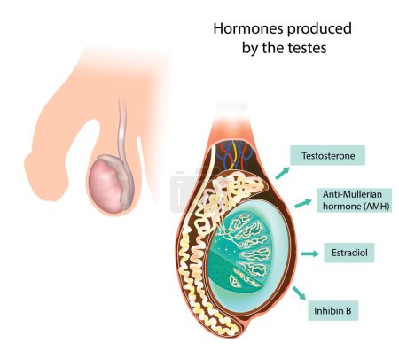 Téléchargez les illustrations : Hormones produites par les testicules. Inhibine B, testostérone, hormone anti-mullerienne AMH, oesstradiol - en licence libre de droit