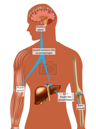 Illustration for Endocrine control of growth. Growth hormone GH or somatotropin. IGF-1Insulin-like growth factor 1. Muscle growth and Bone growth - Royalty Free Image