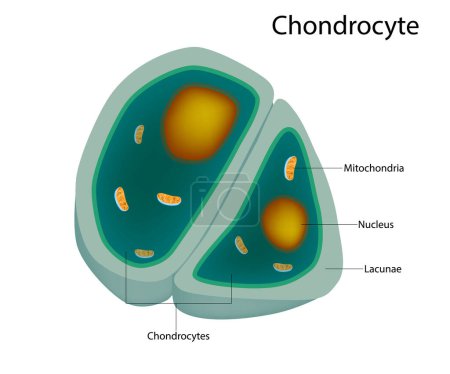 Struktur der Chondrozyten. Chondrozyten-Zellen im gesunden Knorpel.
