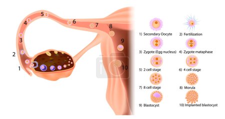 Illustration for Stages in the journey of a human fertilized egg starting from ovulation and movement in the Fallopian tube to implantation in the uterus. Prenatal development - Royalty Free Image