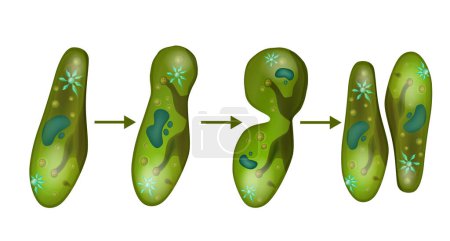 Fortpflanzung in Paramecium. Mikrobenparamecium-Zellteilung