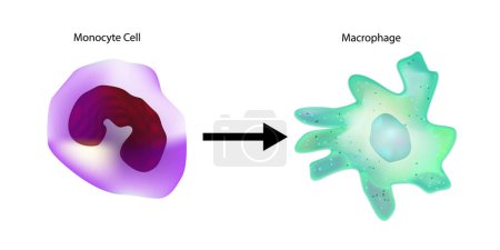 Monocyte to Macrophage. Circulating Monocyte Cell. In Vitro Differentiation of Macrophages and Dendritic Cells