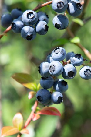 Photo for Blueberry field. Fresh organic blueberries on the bush. Vivid colors. Fresh berries on the branch on a blueberry field farm. Great bilberry. Bog whortleberry - Royalty Free Image