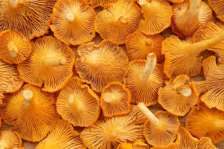Freshly picked yellow chanterelle mushroom. Chanterelle or girolle mushrooms. Close-up of Fresh edible mushrooms. Forest orange mushrooms. 
