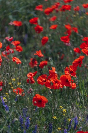 Photo for Landscape of blooming poppy flowers growing in a meadow. field Red poppies with selective focus. Field of red poppies. Lone poppy. Soft focus blur - Royalty Free Image