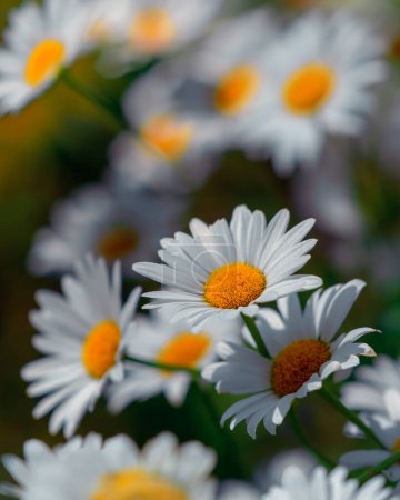 Photo for Beautiful nature scene with blooming chamomile. Wallpaper, poster with natural background. Selective focus. Chamomile flower on the background of nature. - Royalty Free Image