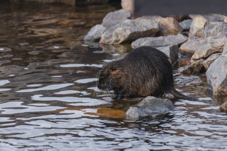 Photo for An adult nutria sits in the water near the river bank. Rodent, also known as nutria, swamp beaver or beaver rat. Wildlife scene. Habitat: America, Europe, Asia. - Royalty Free Image
