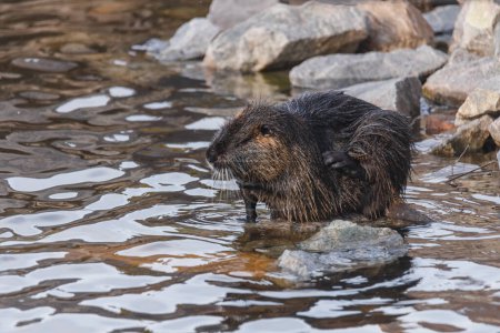 An adult nutria sits in the water near the river bank. Rodent, also known as nutria, swamp beaver or beaver rat. Wildlife scene. Habitat: America, Europe, Asia.
